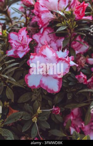 Lebendige rosa und weiße Azaleenblüten, bedeckt von Morgentau Stockfoto