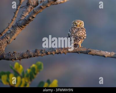 Kleine Eule Athene noctua auf einem Ast, die direkt in die Kamera blickt. Nahaufnahme-Porträt eines kleinen nachtaktiven Vogels. Stockfoto