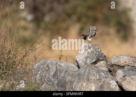 Kleine Eule Athene noctua sitzt auf einem Felsen in einer Steinmauer. Kleiner nachtaktiver Raubvogel steht auf grauen Steinen. Stockfoto