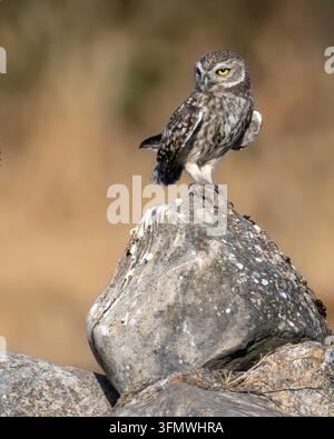 Kleine Eule Athene noctua sitzt auf einem Felsen in einer Steinmauer. Kleiner nachtaktiver Raubvogel steht auf grauen Steinen. Stockfoto