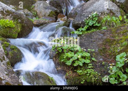 Blick auf einen kleinen Bach, der über moosige Felsen fließt, mit weißen Wildblumen, die am Ufer im Kumrat-Tal, Khyber Pakhtunkhwa, Pakistan blühen. Stockfoto