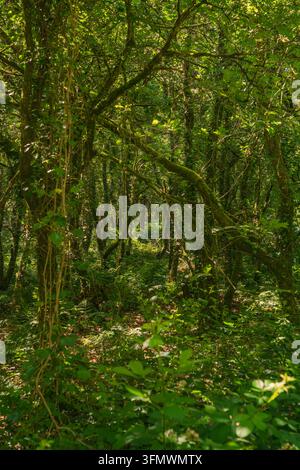 Blick auf den üppigen Wald und das dichte Laub im Golitha Falls National Nature Reserve mit gesprenkeltem Sonnenlicht, das durch die Bäume in Liskeard, En durchscheint Stockfoto