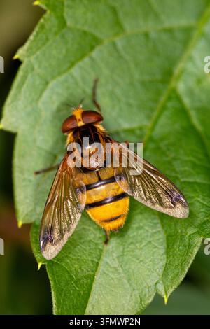 Lesser Hornet Hoverfly Volucella Inanis, Dorsalansicht Stockfoto