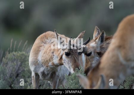 Blick auf Pronghorns, die im Salbeigestrüpp des Yellowstone-Nationalparks in den Vereinigten Staaten grasen Stockfoto