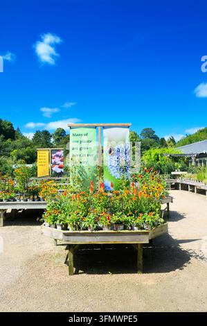 Bunte Sommer-Stauden zum Verkauf auf einem kommerziellen Außentisch in einem Pflanzenmarkt. One Garden Brighton, Stanmer Park, UK. Pflanzen Stockfoto