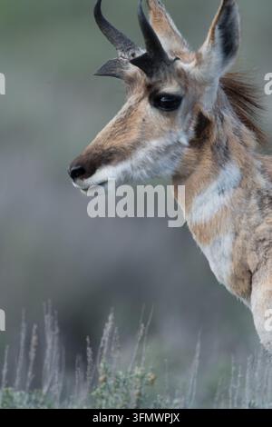 Ansicht eines jungen Pronghorn-Antilopen, der in den Graslandschaften des Yellowstone-Nationalparks in den Vereinigten Staaten steht. Stockfoto