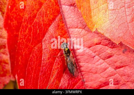 Zweipunkt-Zenturionfliege Sargus Bipunctatus auf Virginia Creeper im Herbst Stockfoto