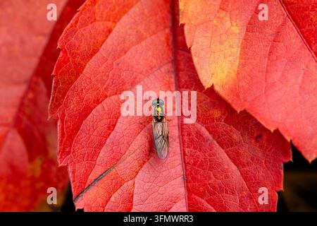 Zweipunkt-Zenturionfliege Sargus Bipunctatus auf Virginia Creeper im Herbst Stockfoto