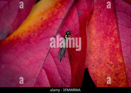Zweipunkt-Zenturionfliege Sargus Bipunctatus auf Virginia Creeper im Herbst Stockfoto