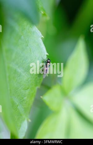 Schwarzgehörnte Edelstein-Soldatenfliege - Microchrysa Polita Stockfoto