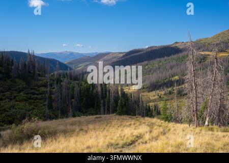 Blick auf die Berglandschaft nahe San Luis Peak und West Willow Creek Trailhead, mit goldenen Gräsern, Nadelbäumen und fernen Gipfeln in Creede Stockfoto
