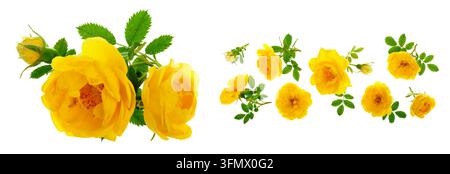 Wilde gelbe Rose blühen Blumen auf weißem Hintergrund Stockfoto