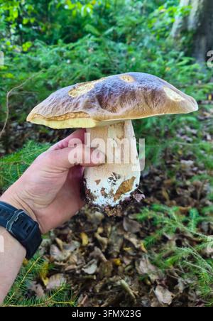 Frisch gepflückter Steinpilz, der von Hand in einem Nadelwald gehalten wird, zeigt seinen braunen Hut, den blassen Stiel und seinen natürlichen Waldlebensraum. Stockfoto