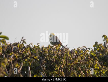 Ein männlicher Goldammer (Emberiza citrinella) im hellen Brutkleid, der an einem Sommertag auf einer Feldhecke sitzt. Suffolk, UK Stockfoto