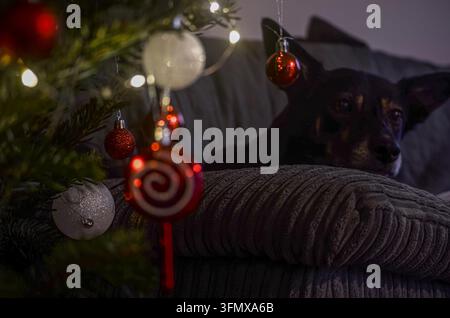 Schwarzer Hund ruht neben einem geschmückten Weihnachtsbaum mit leuchtenden Lichtern und roten und weißen Ornamenten und schafft eine gemütliche festliche Atmosphäre zu Hause. Stockfoto