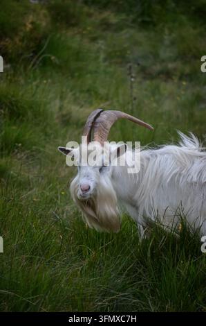 Weißes gezogenes Zicklein steht in hohem grünem Gras in einer ländlichen Landschaft in Irland und schaut direkt in die Kamera. Stockfoto