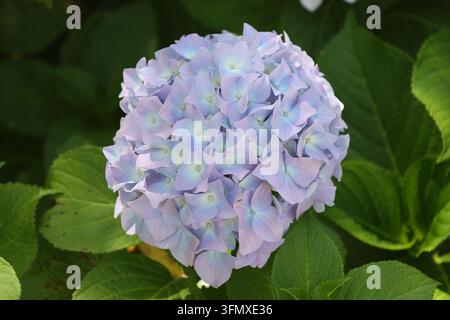 großer kugelförmiger Büschel, pastellblau, lavendelblumige Mopköpfe, dunkelgrüne Blätter, Großblättrige Hortensie (Hydrangea-macrophylla) (Makro, Nahaufnahme, Schatten) Stockfoto