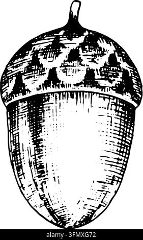 Eichel. Eine isolierte Vektorillustration auf weißem Hintergrund, erstellt im handgezeichneten Tintenstil; geeignet als heraldisches Symbol, für botanisches Thema Stock Vektor
