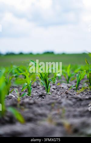 Reihe von kleinen Maiskeimlingen, die aus dunkler Erde sprießen, symbolisiert Wachstum, Landwirtschaft und nachhaltige Landwirtschaft Stockfoto