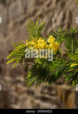 Goldene Mimosenblüten blühen an einer alten Steinmauer im Sonnenlicht Stockfoto