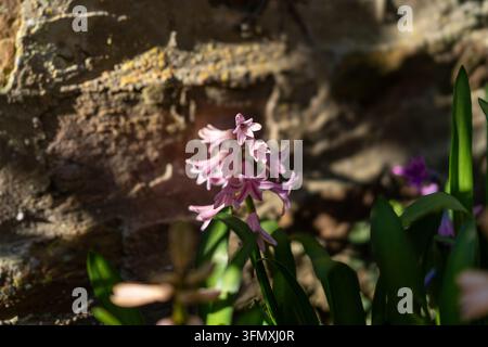 Rosa und blaue Hyazinthen blühen in einem Frühlingsgarten Stockfoto