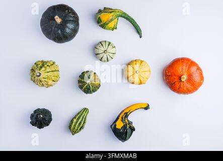 Verschiedene bunte Zierkürbisse und -kürbisgewächse flach ausgelegt auf hellblauem Hintergrund, Herbsternte Stockfoto