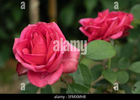 Rosa Hybride Terosen Stockfoto