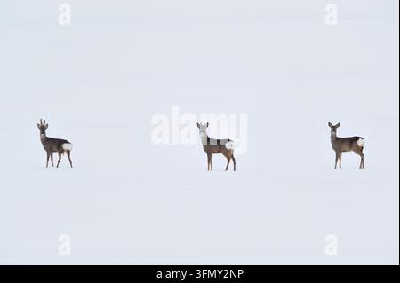 Rehwild (Capreolus capreolus) zwei Männchen (Böcke) und ein Weibchen (Ricke) auf einem schneebedeckten Ackerfeld im Mittwinter, Berwickshire, Schottland, Januar Stockfoto