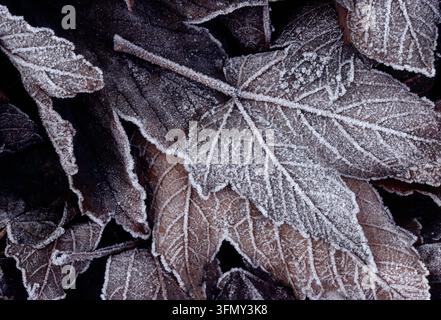 Frostatten von Sykomoren (Acer pseudoplatanus) unter einem Baum in einem öffentlichen Park, Berwick-upon-Tweed, Northumberland, England, Januar Stockfoto