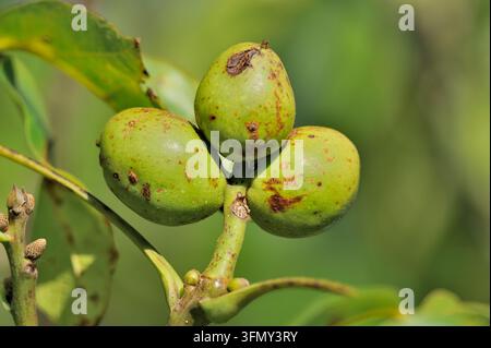 Gewöhnliche Walnuss (Juglans regia) unreife Früchte an einem ausgewachsenen Baum, der in einem Parkland in Berwickshire, Schottland, im September wächst Stockfoto