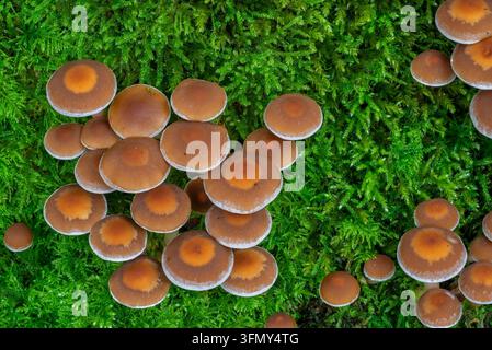 Gruppierter Spröschpilz (Psathyrella piluliformis / Agaricus piluliformis), häufiger holzzerstörender Pilz in Laubwäldern im Herbst Stockfoto