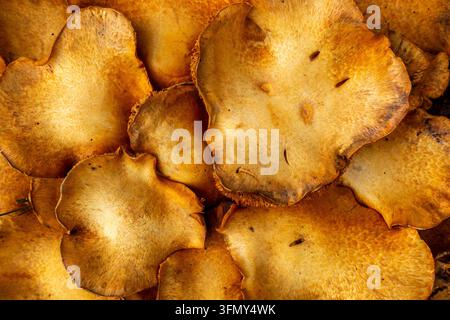 Spektakulärer Rostgillschimmel (Gymnopilus junonius / Agaricus aureus) Pilzbefall am Fuße eines Baumstamms im Herbst Stockfoto