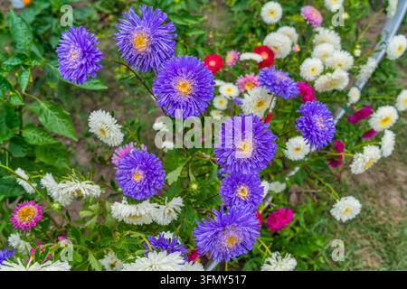 Lila und weiße Asterblüten blühen in einem Blumenbeet im Außengarten des Hauses Stockfoto