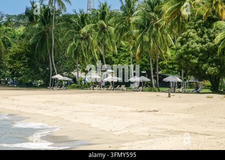 Weiße Strandschirme und Sonnenliegen säumen den Sand unter einem Kokospalmenhain im Courland Bay Heritage Park an der Great Courland Bay nahe Black Rock, Tobago, Trinidad und Tobago. Stockfoto