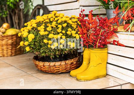 Gemütliche Herbstdekoration mit blühenden gelben Chrysanthemenblüten in einem Weidenkorb und Gummistiefeln, gefüllt mit roten Beeren, auf einer rustikalen Veranda. Stockfoto