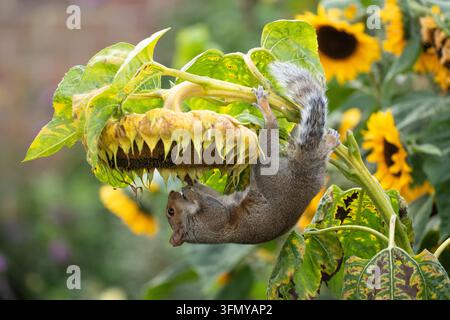 Eichhörnchen hängt von einer riesigen Sonnenblume und frisst die reifen Sonnenblumenkerne in einem Herbstgarten - UK Stockfoto