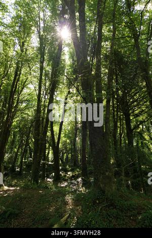 Forrest-Spaziergang in Irland bei Sommerwetter Stockfoto