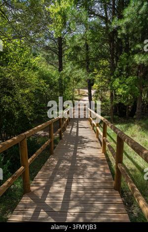 Eine sonnenbeschienene hölzerne Fußgängerbrücke führt durch einen dichten Kiefernwald in den Cuenca-Bergen, Spanien, und schafft eine friedliche WildnisSzene mit üppiger Vegetation und Stockfoto