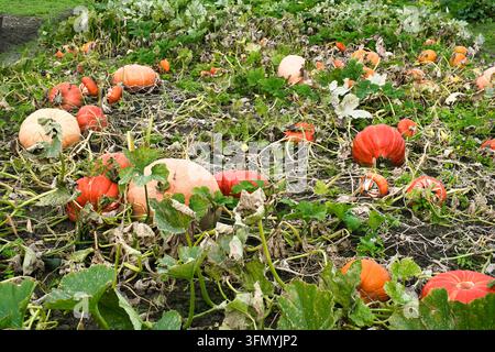 Riesige orangefarbene und weißliche Kürbisse, die während der Erntesaison im Herbst auf einem Feld wachsen Stockfoto