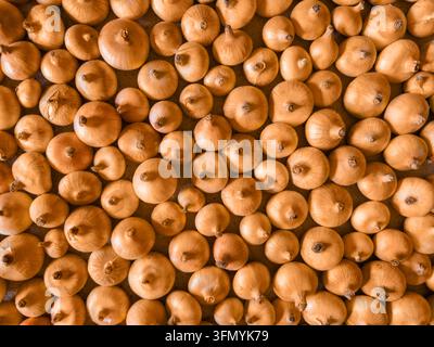 Oberansicht einer Fülle frischer goldener Zwiebeln, die zusammen angeordnet sind. Reife Bio-Schalotten oder Vidalia-Zwiebel-Ernte, gesunde Gemüsenzutaten, agr Stockfoto