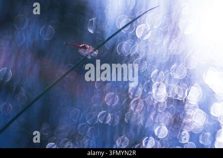 Originale künstlerische Fotografie einer roten Sympetrum-Libelle, die auf einem gekrümmten Grashalm sitzt, umgeben von verträumtem blauem Bokeh, weicher Unschärfe und leuchtendem Bac Stockfoto