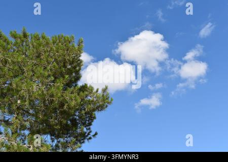 Kiefernbäume rahmen flauschige weiße Wolken unter blauem Himmel mit Platz für Text Stockfoto