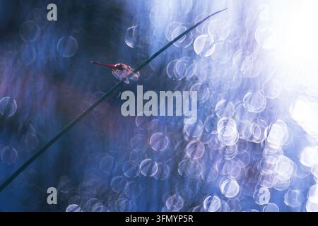 Originale künstlerische Fotografie einer roten Sympetrum-Libelle, die auf einem gekrümmten Grashalm sitzt, umgeben von verträumtem blauem Bokeh, weicher Unschärfe und leuchtendem Bac Stockfoto