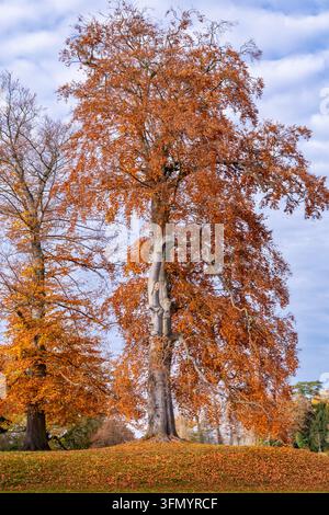 Majestätische reife Buche, bedeckt mit sattem orange-braunem Herbstlaub, steht auf einer sanft erhöhten Graslandschaft. Gefallene Blätter schaffen eine farbenfrohe Stockfoto