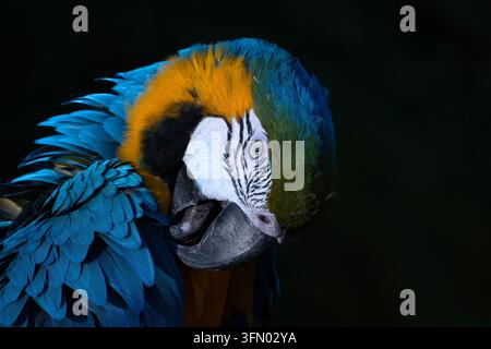 Blaue und gelbe Aras, Ara macao, Scharlacharas, Blau-Gold-Ara, Blau-und-Gold-Ara, Blau-und-Gelb-Ara (Ara ararauna), Porträt Stockfoto
