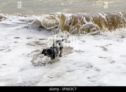 Schwarz-weißer Spaniel watet durch schaumige Brandung in flachem Meerwasser unter einer brechenden Welle Stockfoto