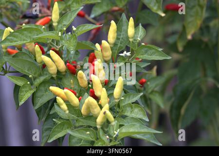 Aufrecht stehende Tabasco-Chili-Pflanzen wachsen auf einer Pflanze im Garten. Stockfoto