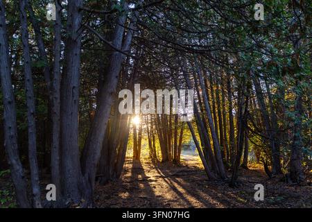 Sonnenlicht, das durch dichte immergrüne Bäume fällt. Goldene Sonnenstrahlen scheinen bei Sonnenuntergang durch den Wald Stockfoto