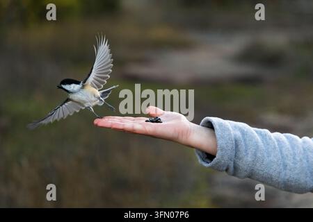 Schwarzhaubenkäuzchen fliegt von der menschlichen Hand weg. Wildvogel-Fütterung in einer Herbstparkumgebung Stockfoto