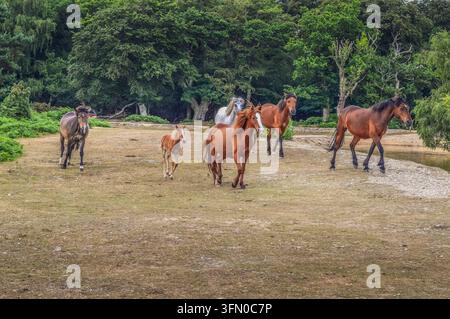 New-Forest-Ponys, die durch die Bäume laufen - Hampshire Stockfoto
